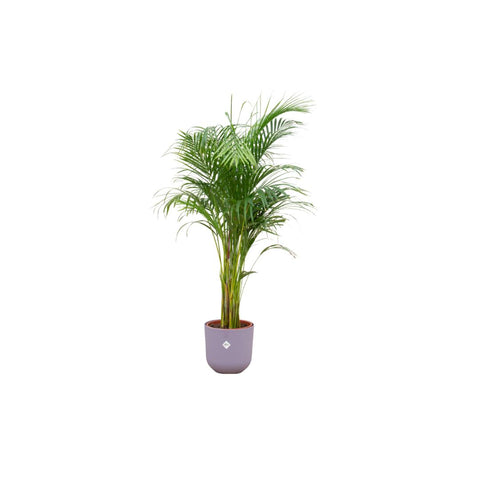 Combi deal - Areca palm (XL)