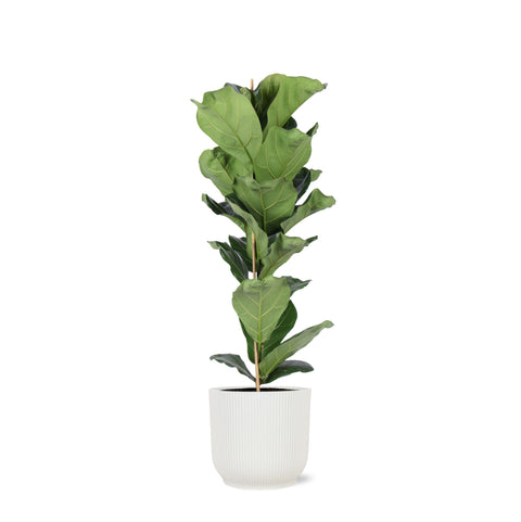 Combi deal - Ficus Lyrata