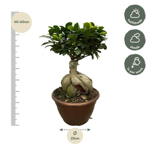 Ficus Microcarpa Ginseng