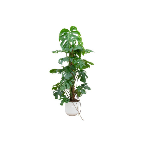 Combi deal - Monstera Pertusum XL