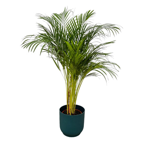 Combi deal - Areca palm (L)