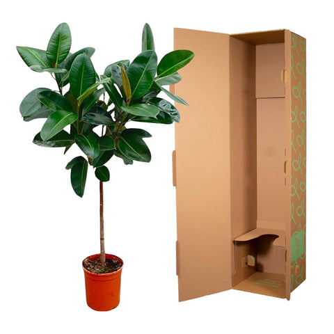 Ficus Elastica Robusta op stam