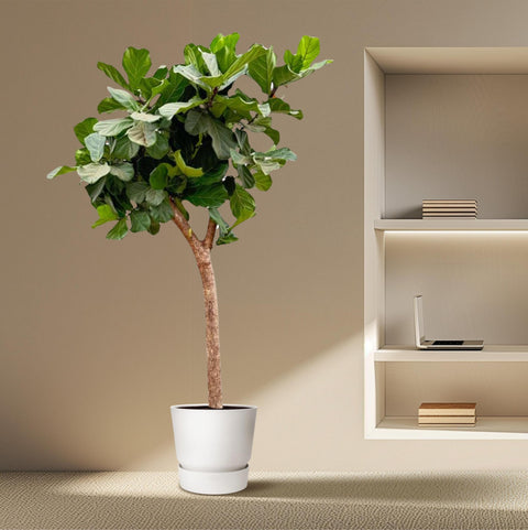 Ficus Lyrata boom XXXL - 230cm - ø42