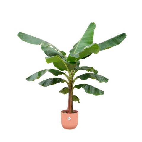 Combi deal - Bananenplant (Musa)