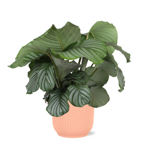 Combi deal - Calathea Orbifolia