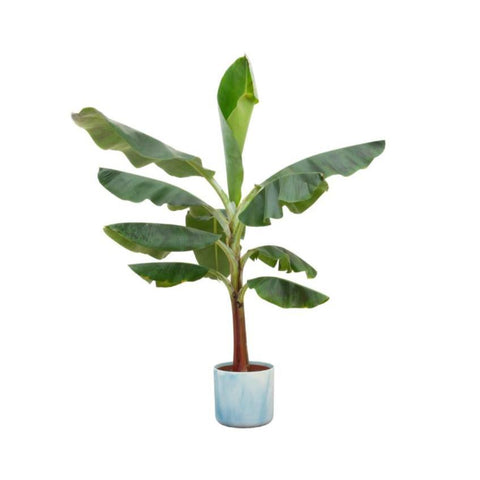 Combi deal - Bananenplant (Musa)