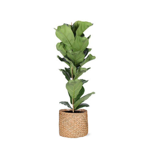 Combi deal - Ficus Lyrata