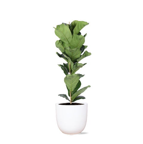 Combi deal - Ficus Lyrata