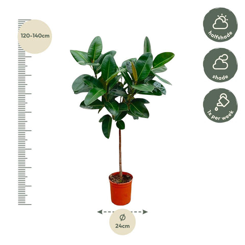 Ficus Elastica Robusta op stam