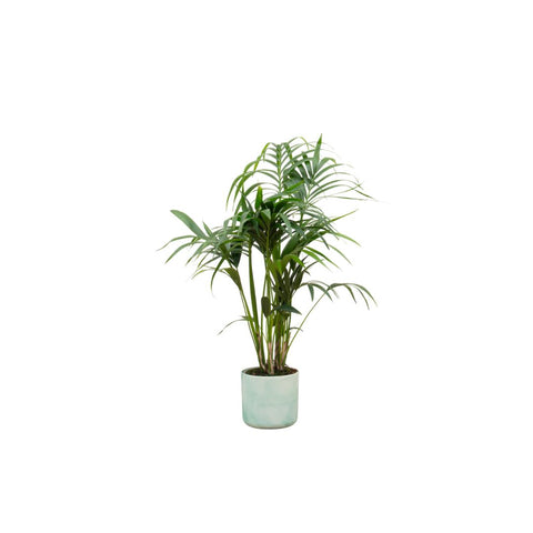 Combi deal - Kentia palm XXL