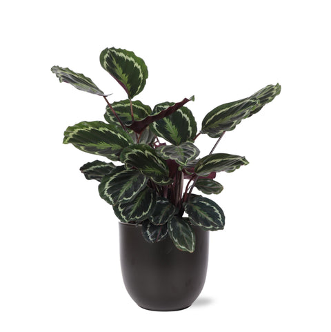 Combi deal - Calathea Medaillon