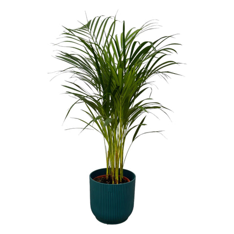 Combi deal - Areca palm (L)