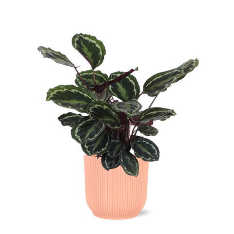 Combi deal - Calathea Medaillon