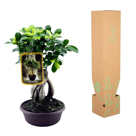 Ficus Microcarpa Ginseng