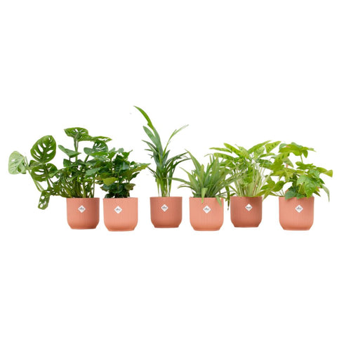 Verrassingsbox - 6 planten inclusief luxe pot Ø14