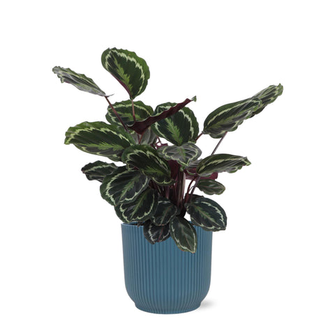 Combi deal - Calathea Medaillon