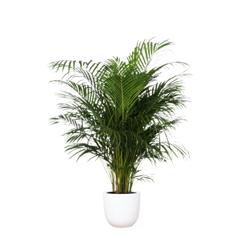 Combi deal - Dypsis Lutescens (Areca Palm)