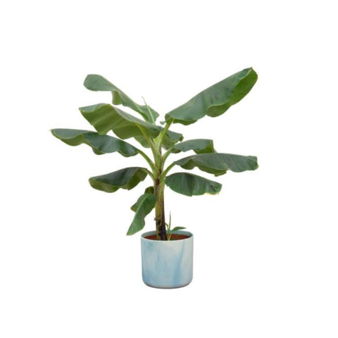 Combi deal - Bananenplant (Musa)