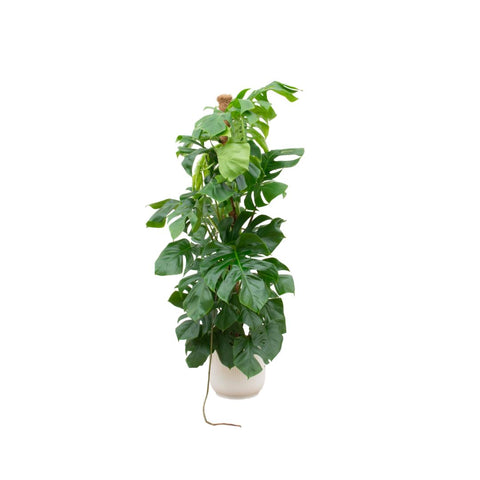 Combi deal - Monstera Pertusum XL