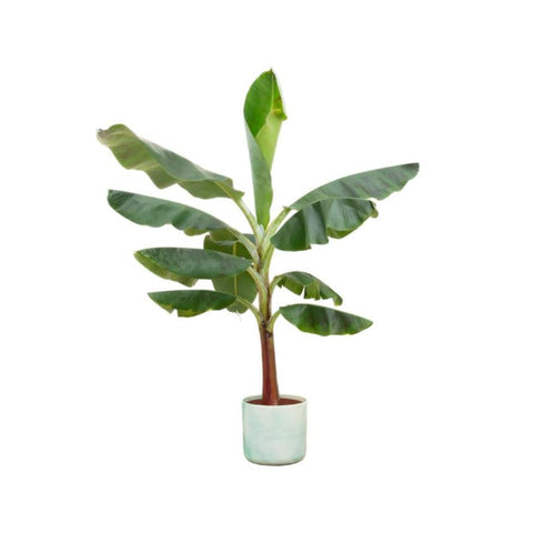 Combi deal - Bananenplant (Musa)