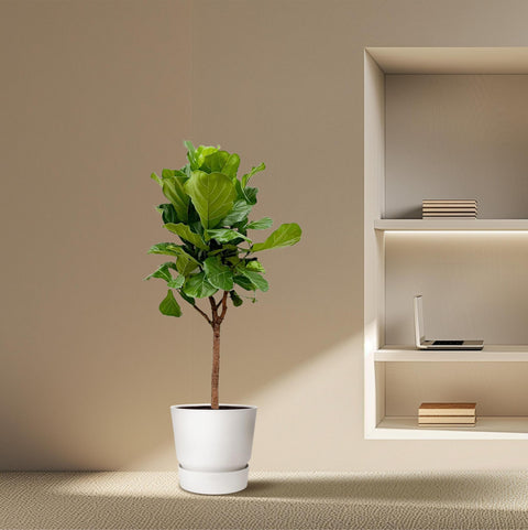 Ficus Lyrata boom XXXL