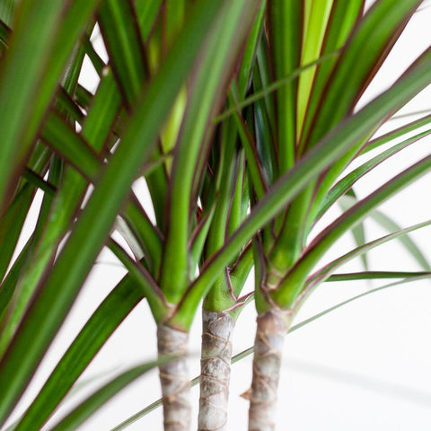 Combi deal - Dracaena Marginata