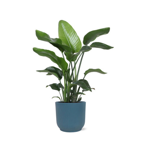 Combi deal - Strelitzia Nicolai