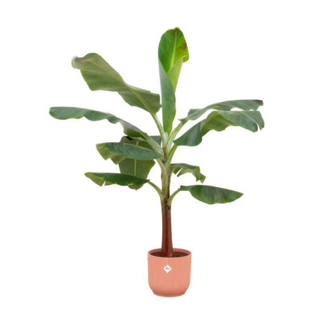 Combi deal - Bananenplant (Musa)