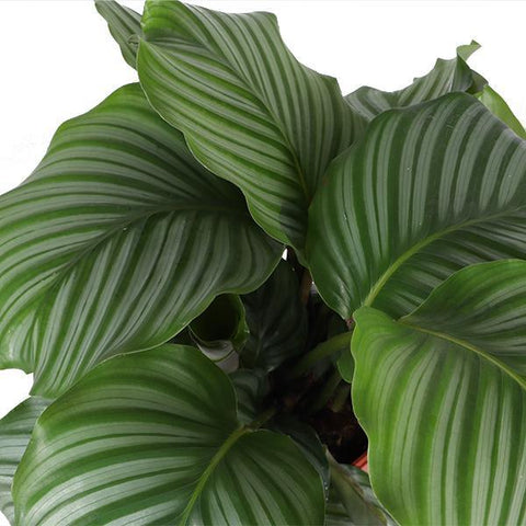 Combi deal - Calathea Orbifolia