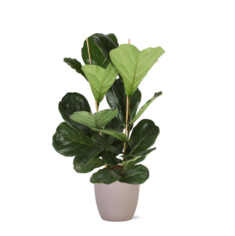 Combi deal - Ficus Lyrata