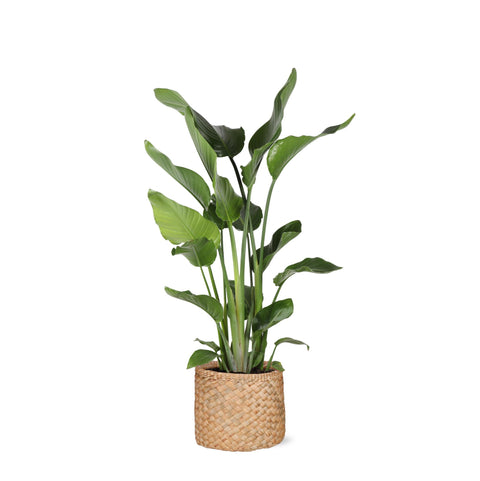 Combi deal - Strelitzia Nicolai