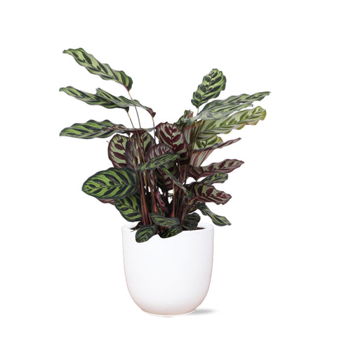 Combi deal - Calathea Makoyana