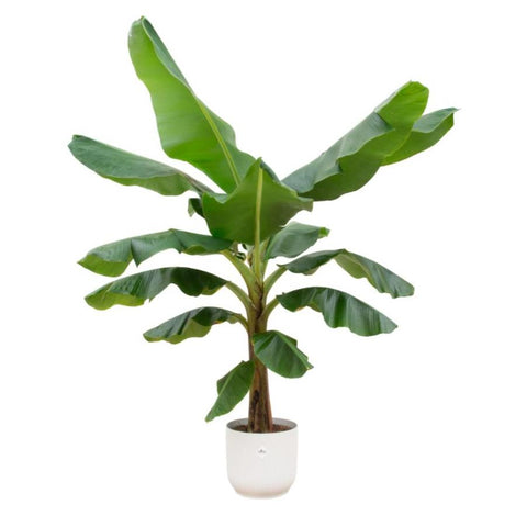 Combi deal - Bananenplant (Musa)