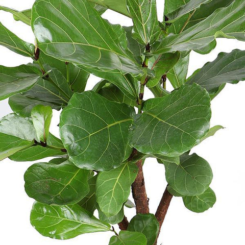 Combi deal - Ficus Lyrata (vertakt)