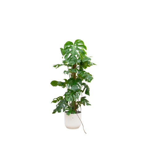 Combi deal - Monstera Pertusum XL