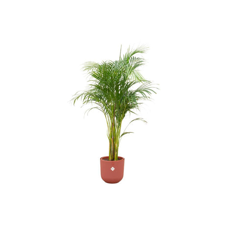 Combi deal - Areca palm (XL)