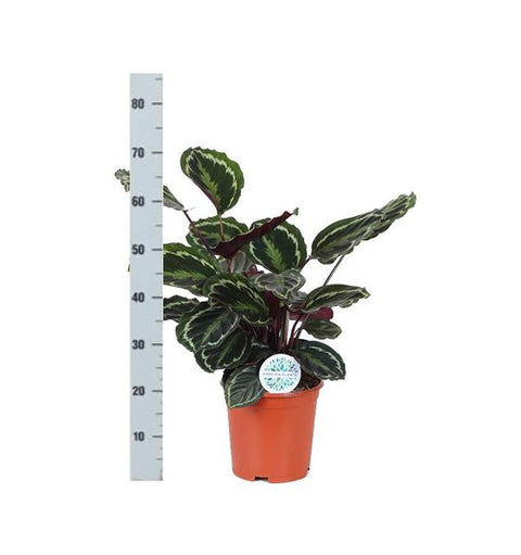 Combi deal - Calathea Medaillon