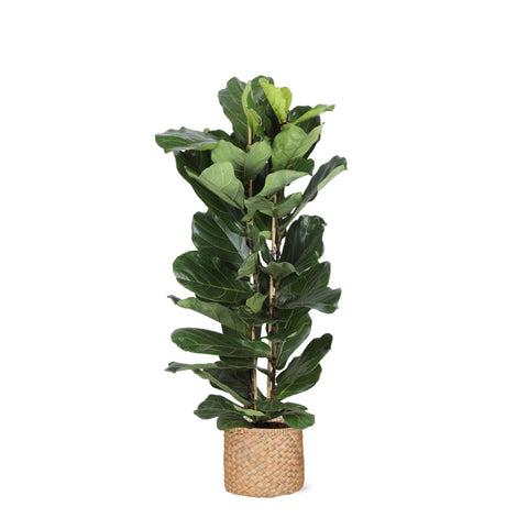 Combi deal - Ficus Lyrata