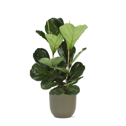 Combi deal - Ficus Lyrata