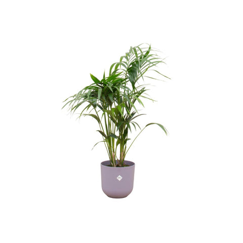 Combi deal - Kentia palm XXL