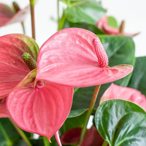 Combi deal - Anthurium Pink explosion