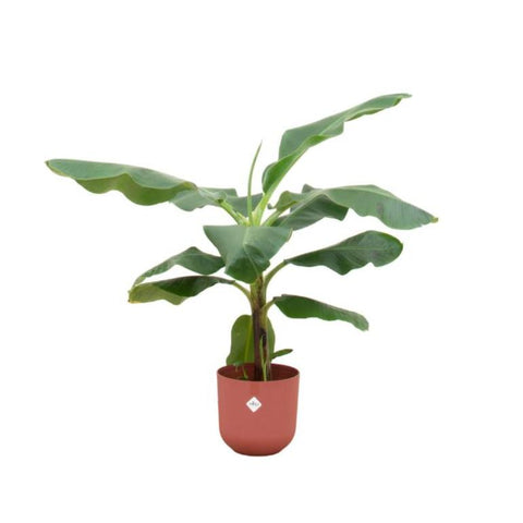 Combi deal - Bananenplant (Musa)