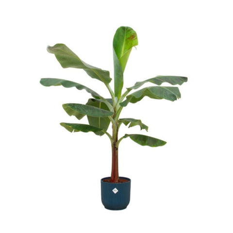 Combi deal - Bananenplant (Musa)