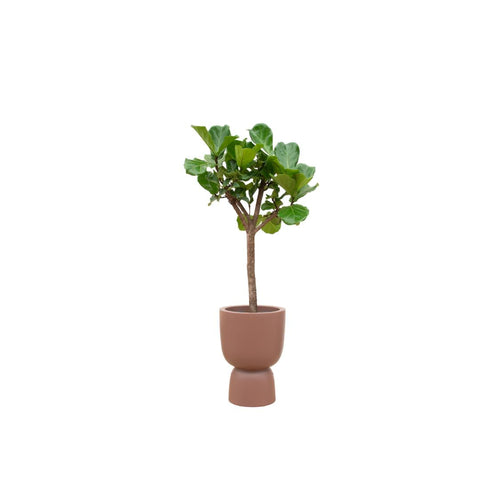 Combi deal - Ficus Lyrata boom