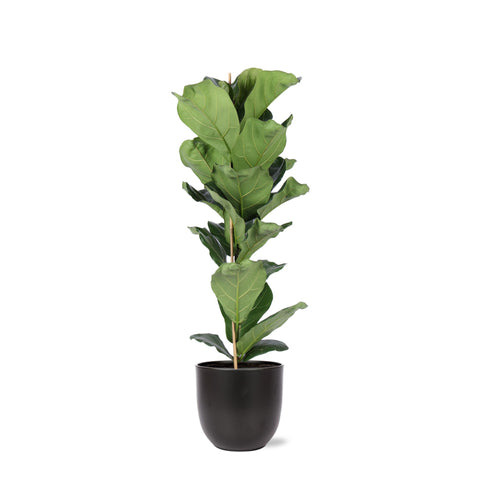 Combi deal - Ficus Lyrata