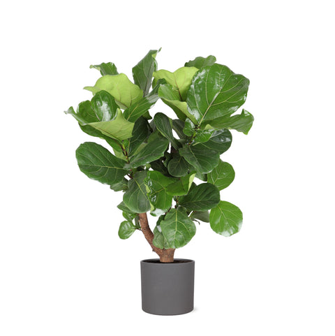 Combi deal - Ficus Lyrata (vertakt)