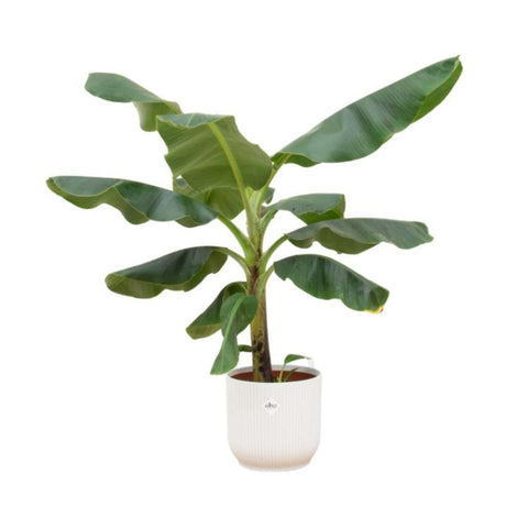 Combi deal - Bananenplant (Musa)