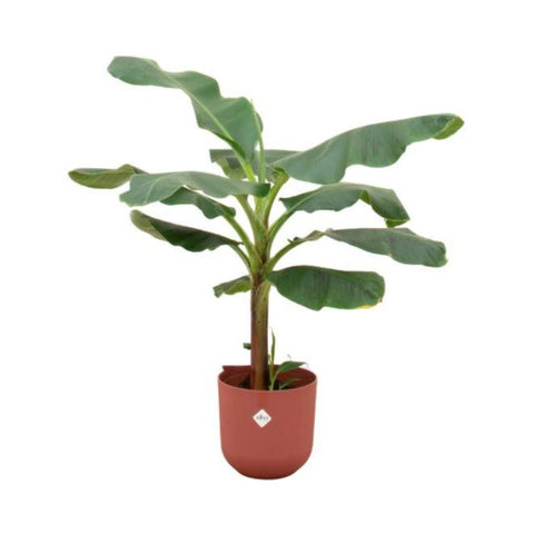 Combi deal - Bananenplant (Musa)