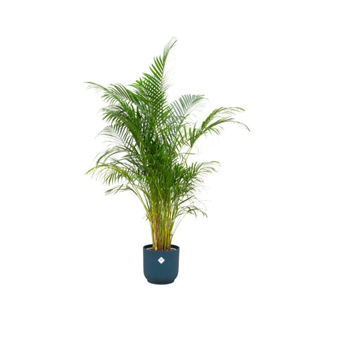 Combi deal - Areca palm (XL)