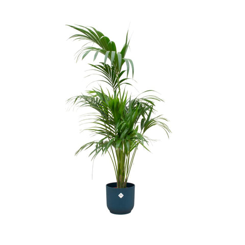 Combi deal - Kentia palm XXL